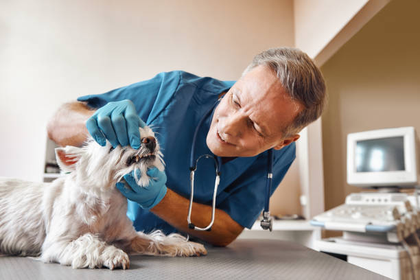 Best Urgent Dental Care in Wharton, NJ